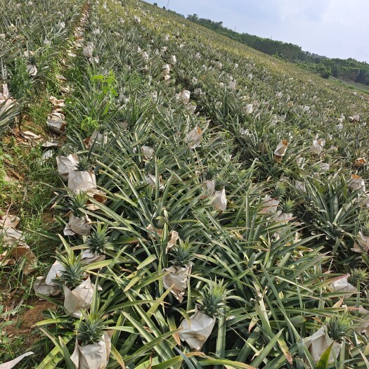 海口海南金钻凤梨大果中果，