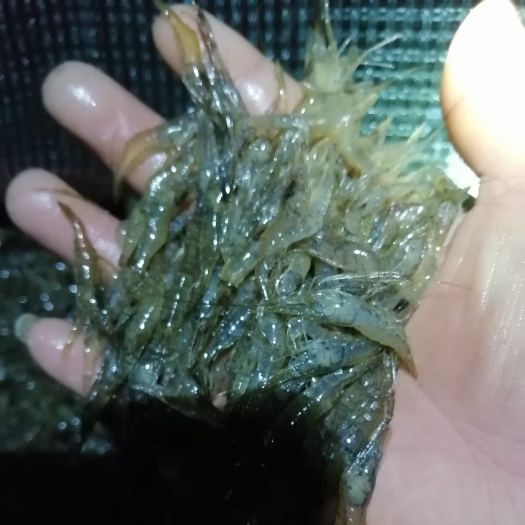 夏季青虾苗