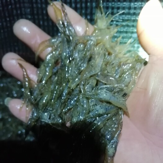 郎溪县夏季青虾苗