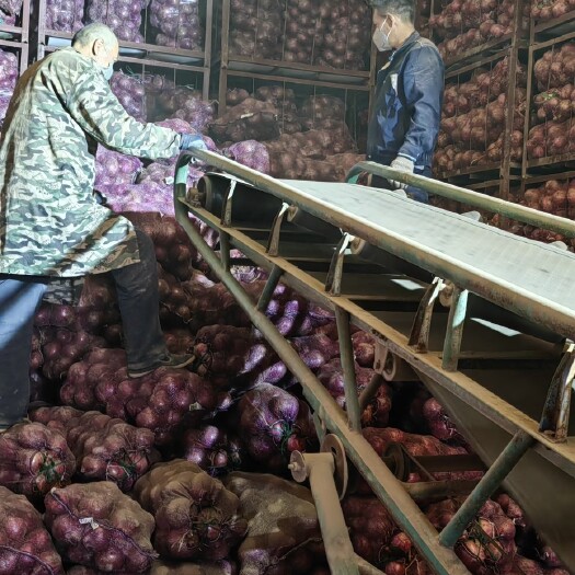 甘肃紫皮洋葱，大量现货供应，种植基地一手货源，大量接单。
