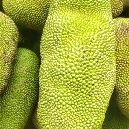 海南四季黄肉菠萝蜜大量批发最低价格可以视频看货当天采摘