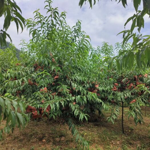 桃源县高山景秀黄桃挂果已包果