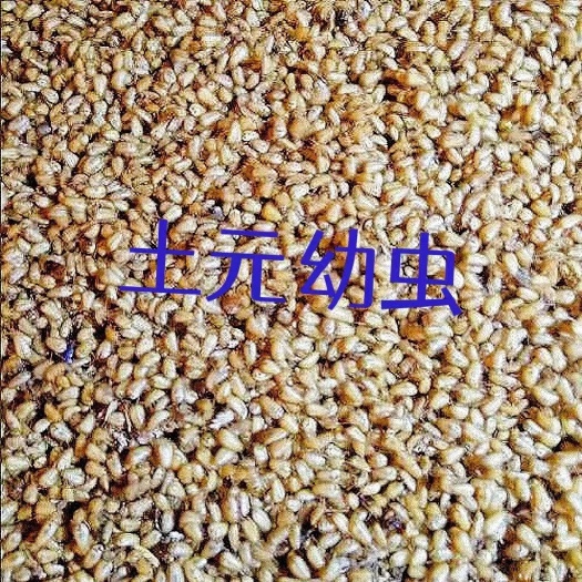 郓城县活体土元幼虫 成活率高 土元卵块 新鲜饱满 干净无杂质