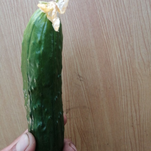 葫芦岛旱黄瓜