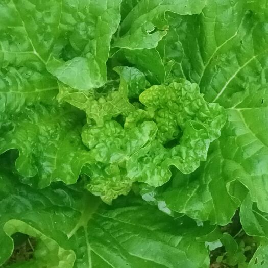 青麻叶大白菜