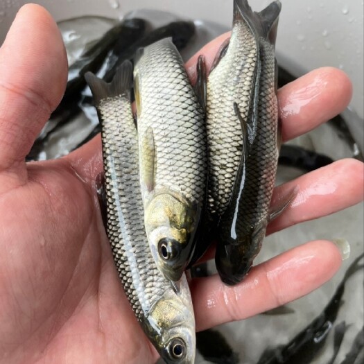 湖州黄金鲩