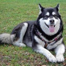 汶上县哈士奇犬，哈士奇幼犬，纯种哈士奇犬漂亮温顺活泼热情的宠物犬