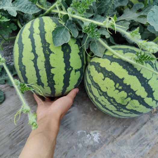 代县无籽美都西瓜还有一个月上市，欢迎预定。