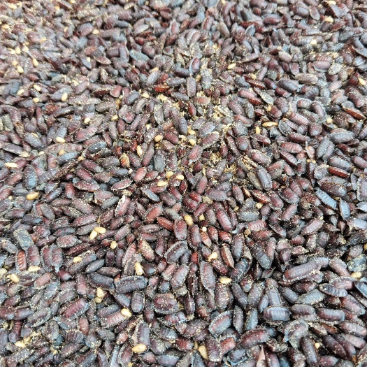 郓城县土元卵块 新鲜饱满 出虫率高 干净无杂质
