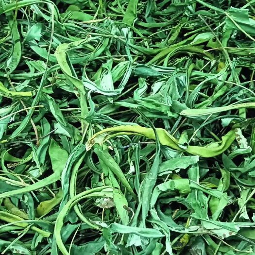 保山大叶化石草