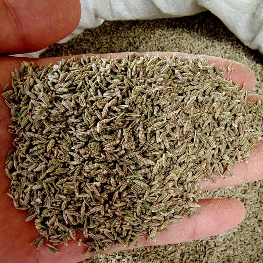 玉林新疆原装孜然味道浓郁烧烤炒菜初级农产品，颗粒饱满