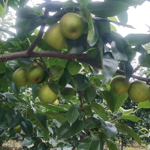 襄樊翠冠梨