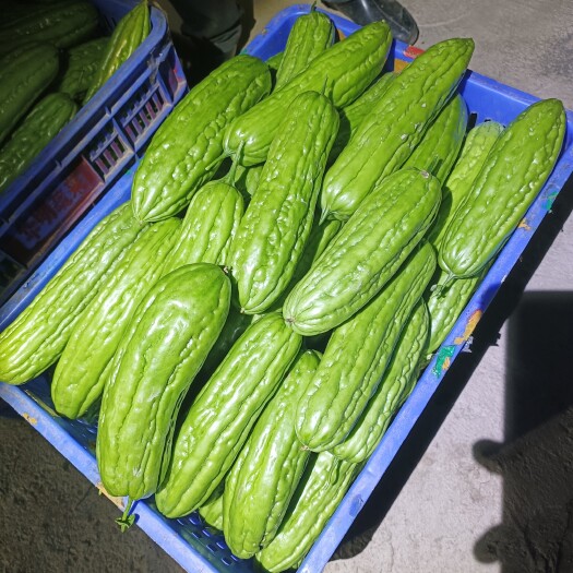 佛山苦瓜豆角批发