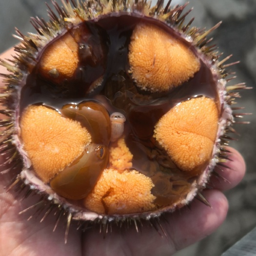大连大连旅顺底播马胆