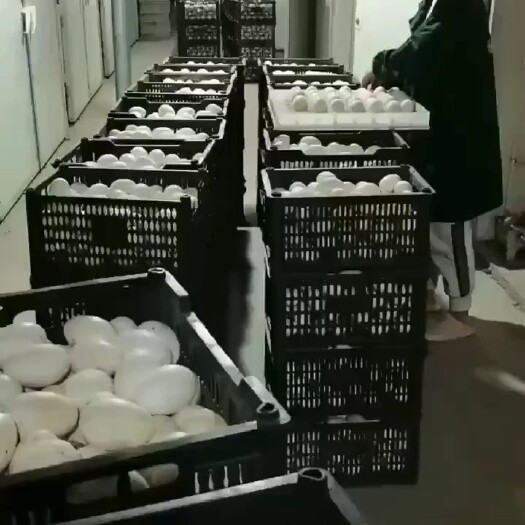 平南县鹅苗种蛋上孵化中