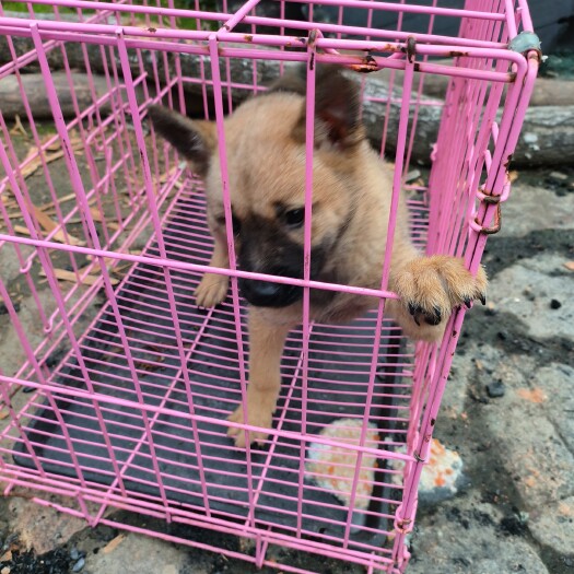 龙岩小马犬，断奶小马犬。