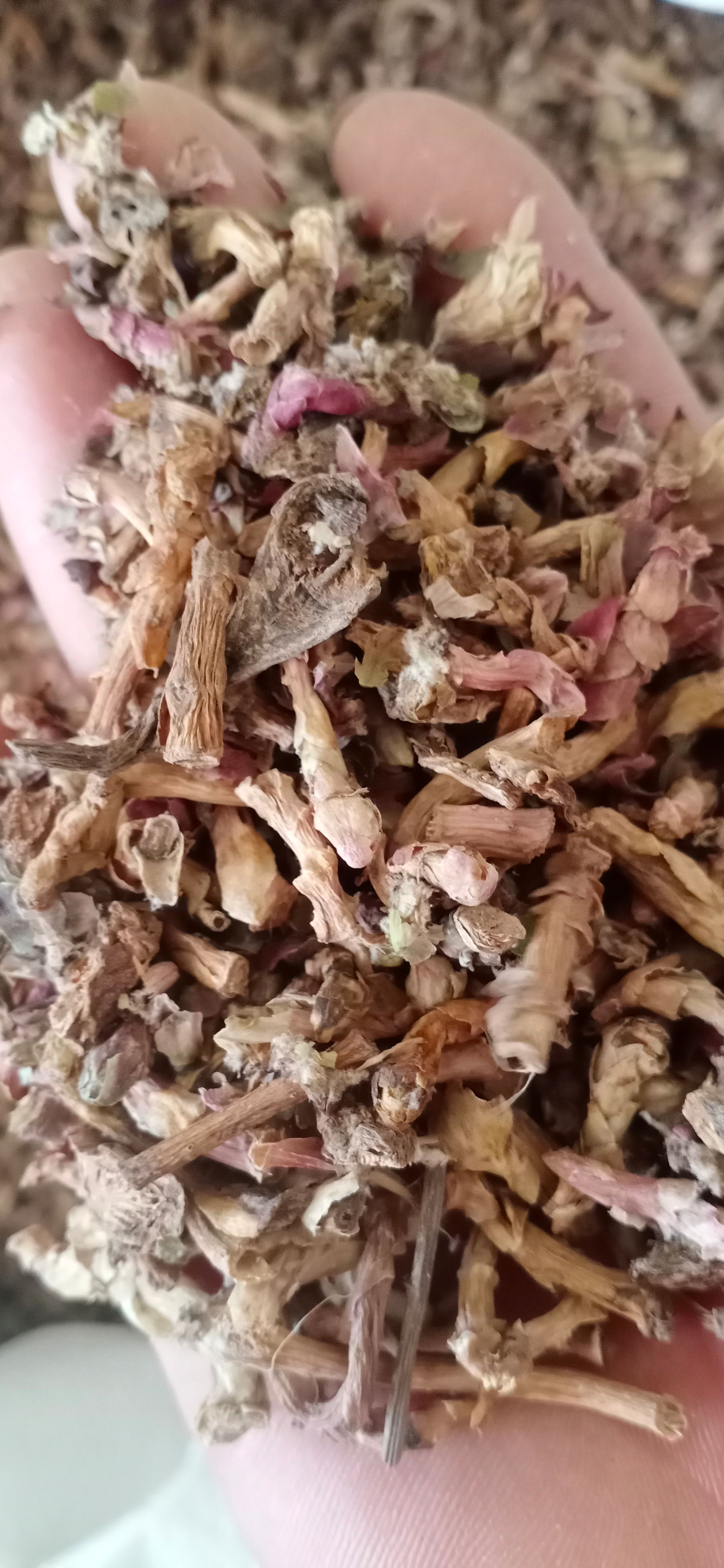 【款冬花】产地甘肃实物拍摄一手货源大货供应规格齐全量大优惠。