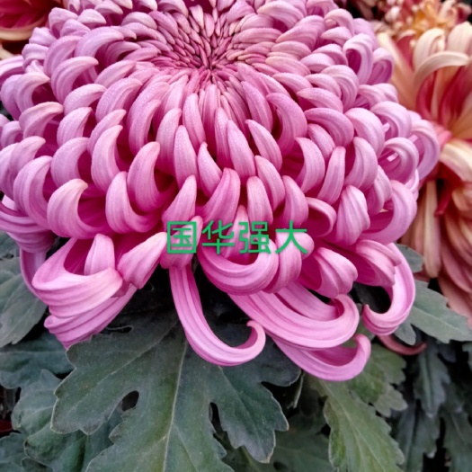 海宁市菊花
