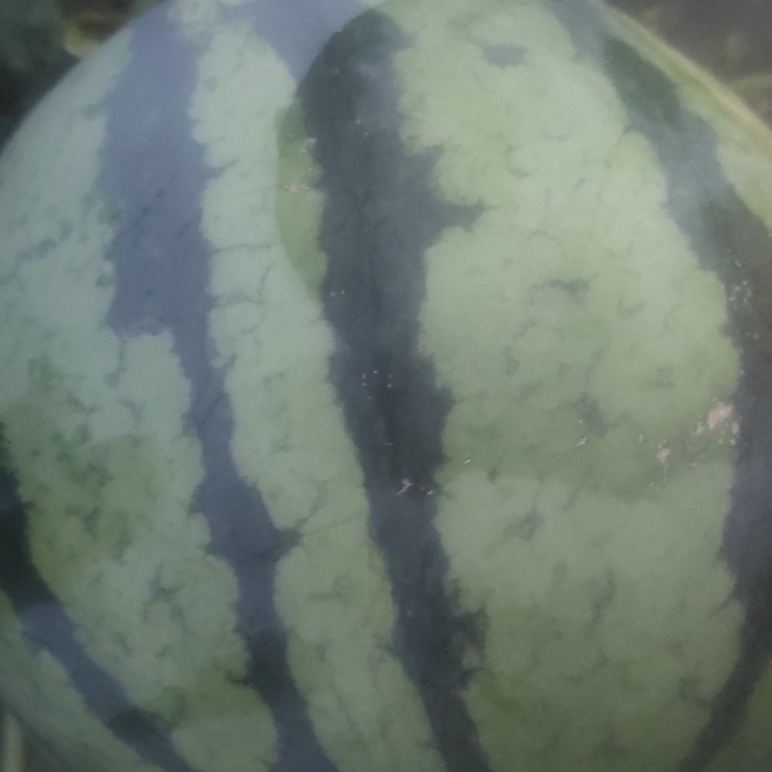 韦氏大棚种植农场