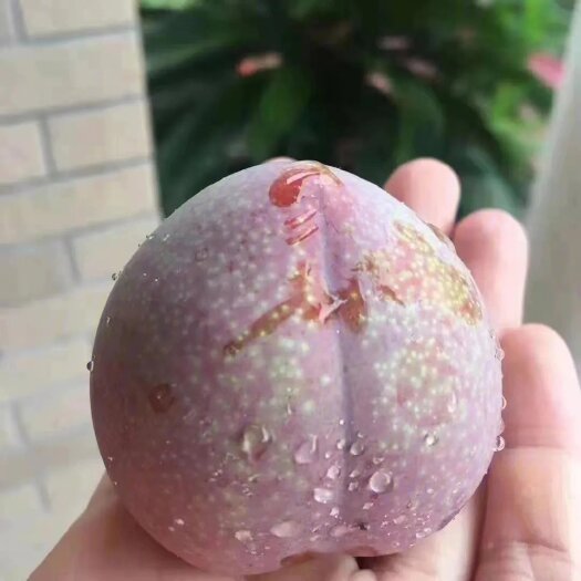 寻乌县桃形李