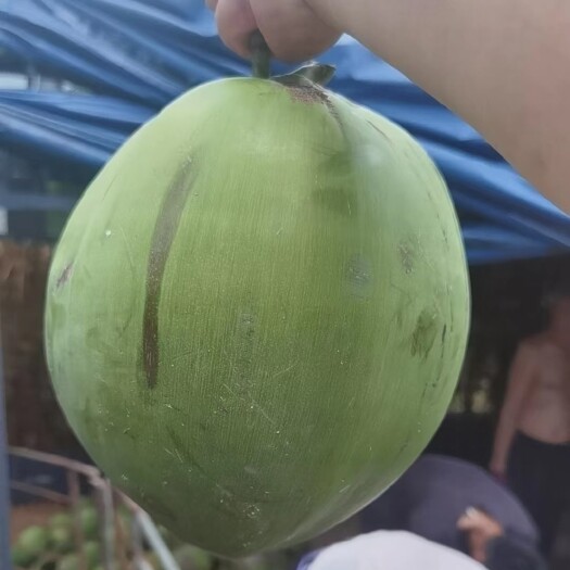 海口海南文昌椰子