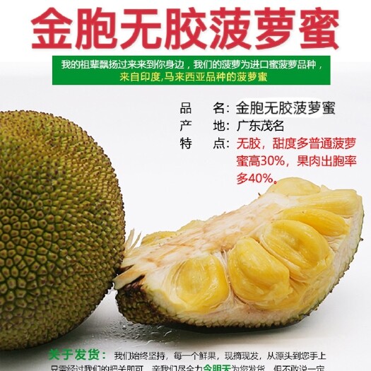 化州市广东超甜常有金胞无胶菠萝蜜