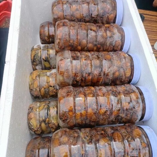 开封大量出售金蝉白蝉