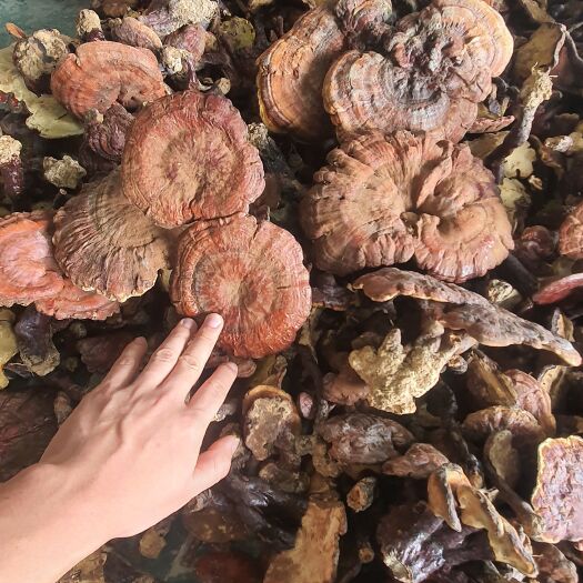 从江县赤灵芝，一手货源，直销全国各地