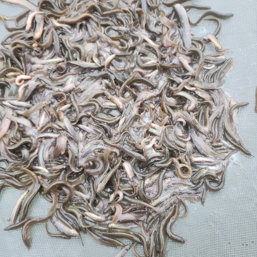泥鳅大量供应