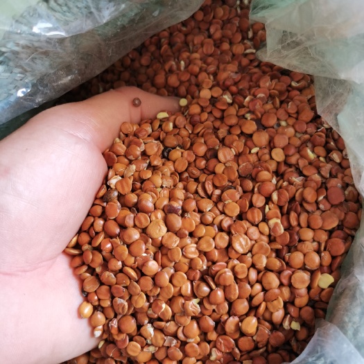 供应越南毛叶枣脱壳种子 大青枣种子 用作砧木嫁接苹果枣牛奶枣
