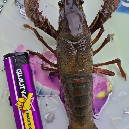 重庆市小龙虾种虾