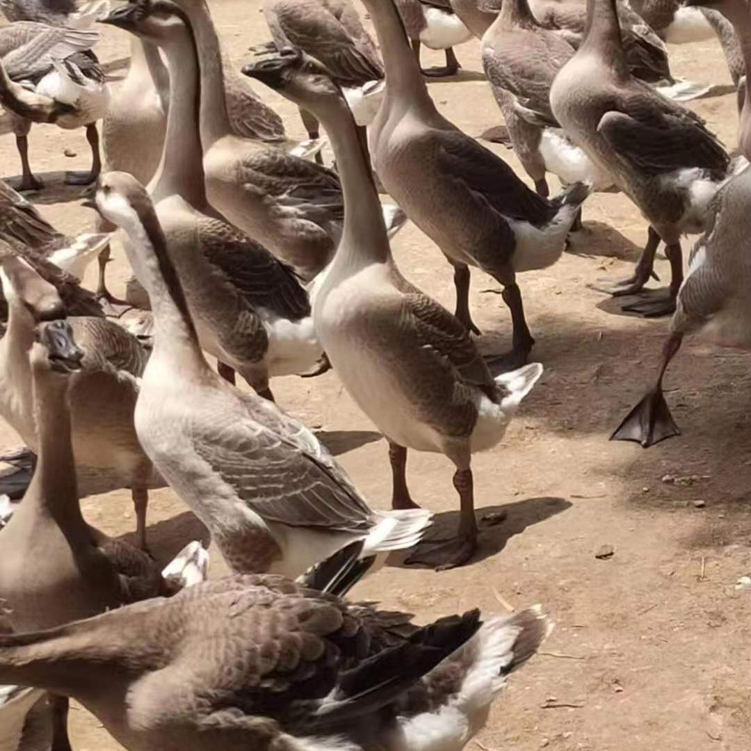 纯种马岗鹅苗质，狮头鹅苗，大白鲨鹅苗