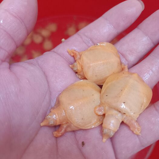 佛山甲鱼苗，黄金甲鱼苗，黄金憋