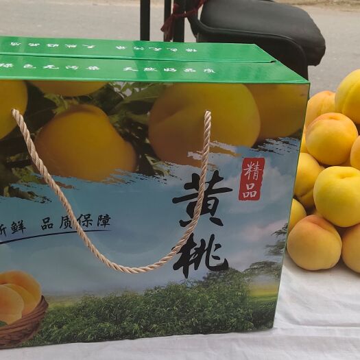 冠县金冠8－18黄桃