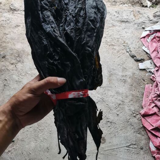 40公分海帶頭