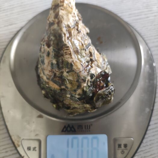 东兴市生蚝三倍体