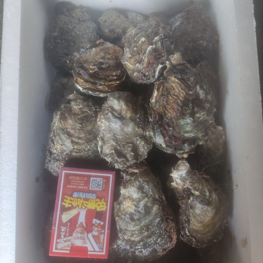 东兴市生蚝三倍体