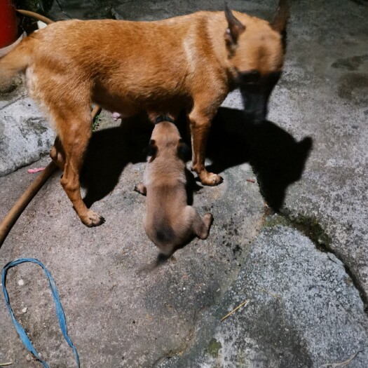 来宾马犬