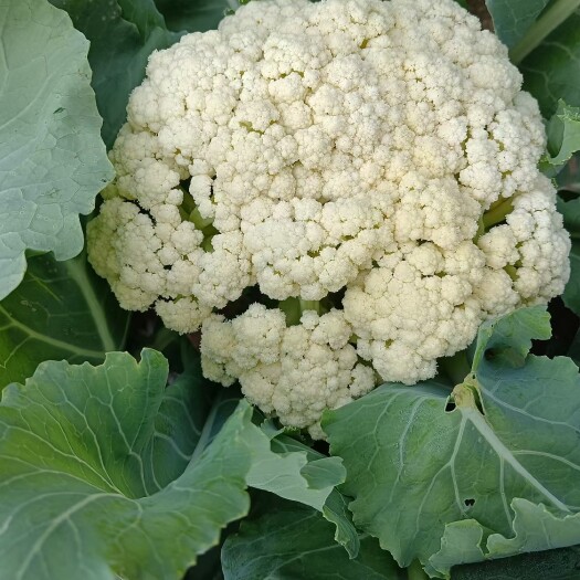 围场县甘蓝菜花白菜大量供应