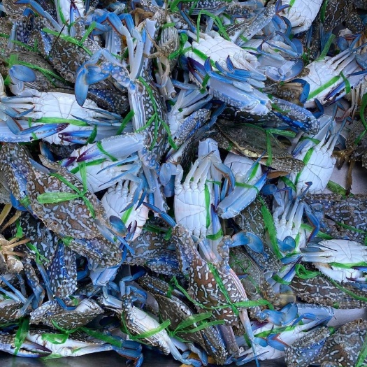 湛江兰花蟹