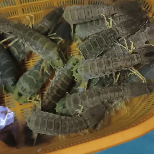 广州泰国皮皮虾
