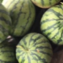 平阳县自家种植海边西瓜