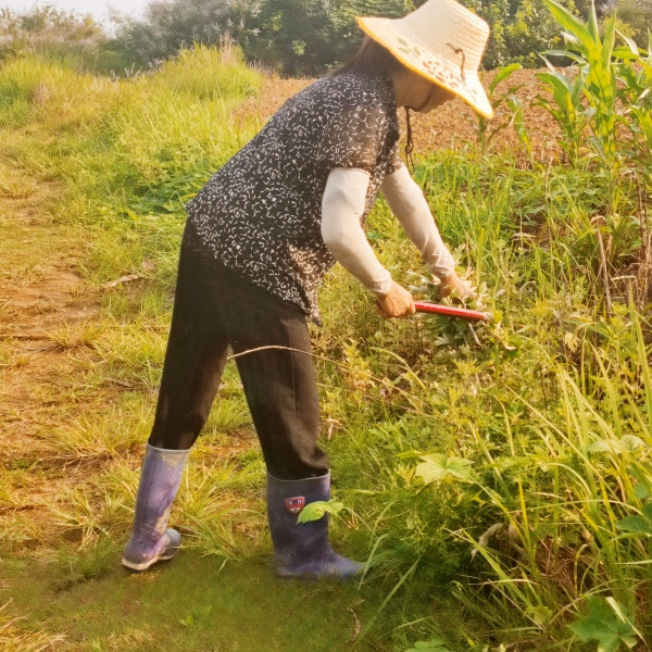 艾叶不带杆净叶大叶蕲艾湖北艾草薰蚊虫打艾绒做艾灸煮水泡浴