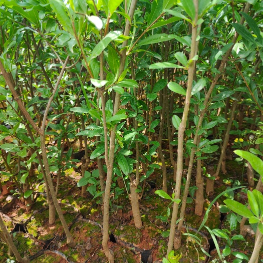 石榴树苗软籽石榴苗