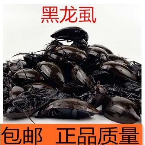 望奎县23年新货黑老鳖  黑龙虱  水鸡娘  全程中通冷链运输