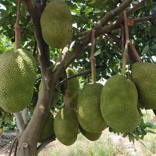 泰八菠萝蜜