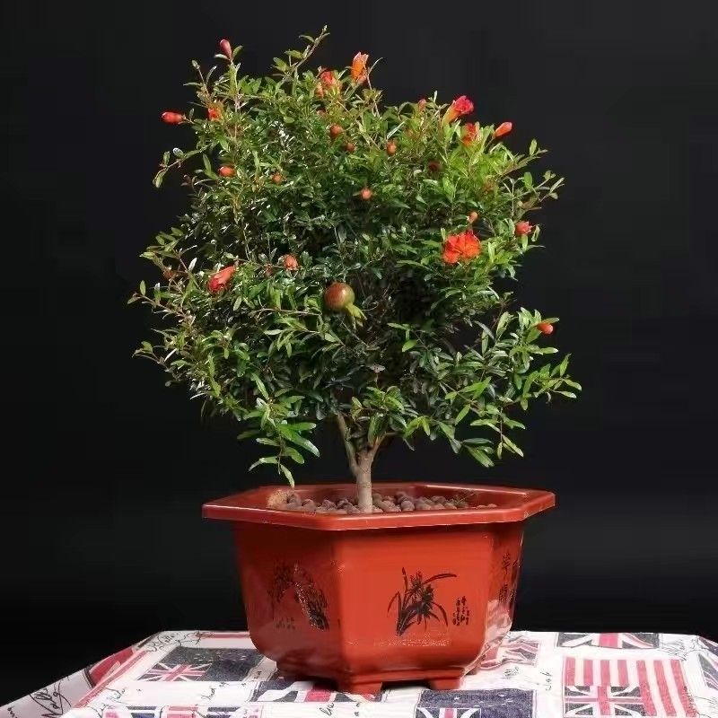 山杏花卉苗木