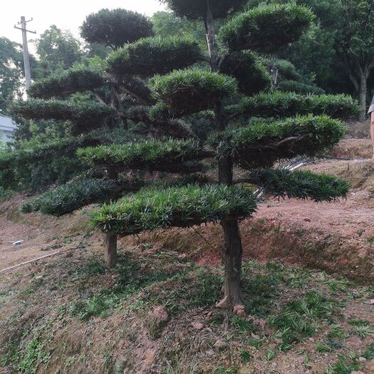 浏阳市造型罗汉松，