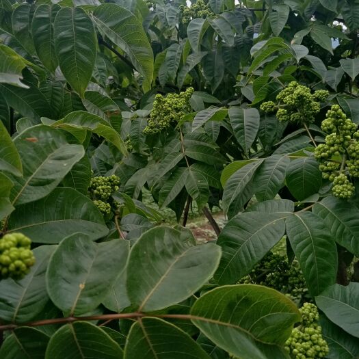 麻城市吴茱萸