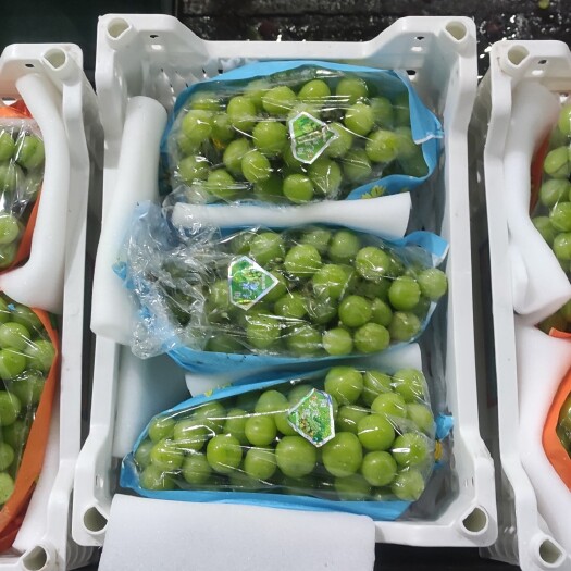 澧县阳光玫瑰，颗粒饱满，大小均匀，一手货源，保证品质？